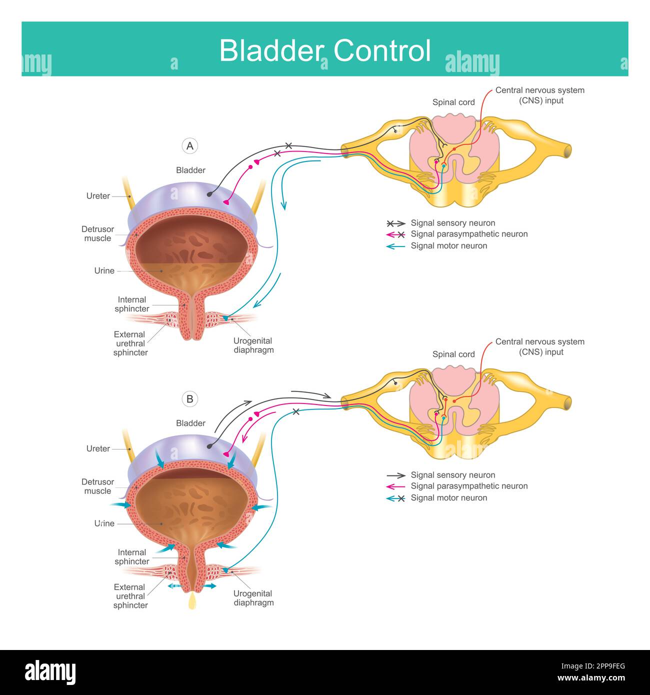 How Does Age Affect Urination Understanding Changes In Bladder Control