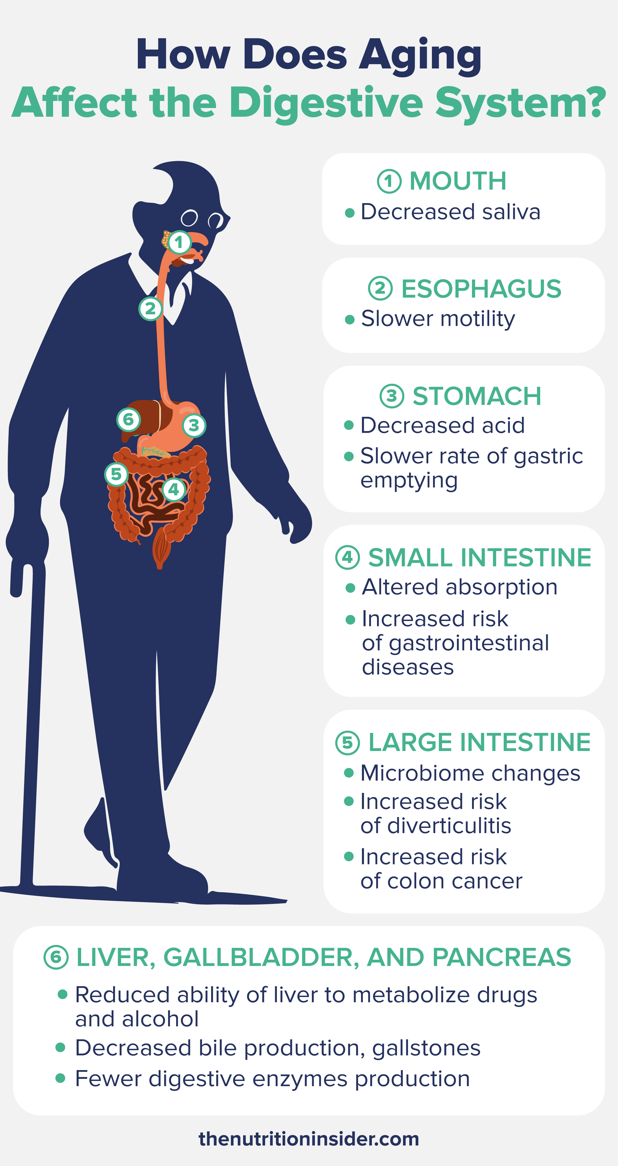 How Aging Affects Nutrient Absorption In The Digestive System