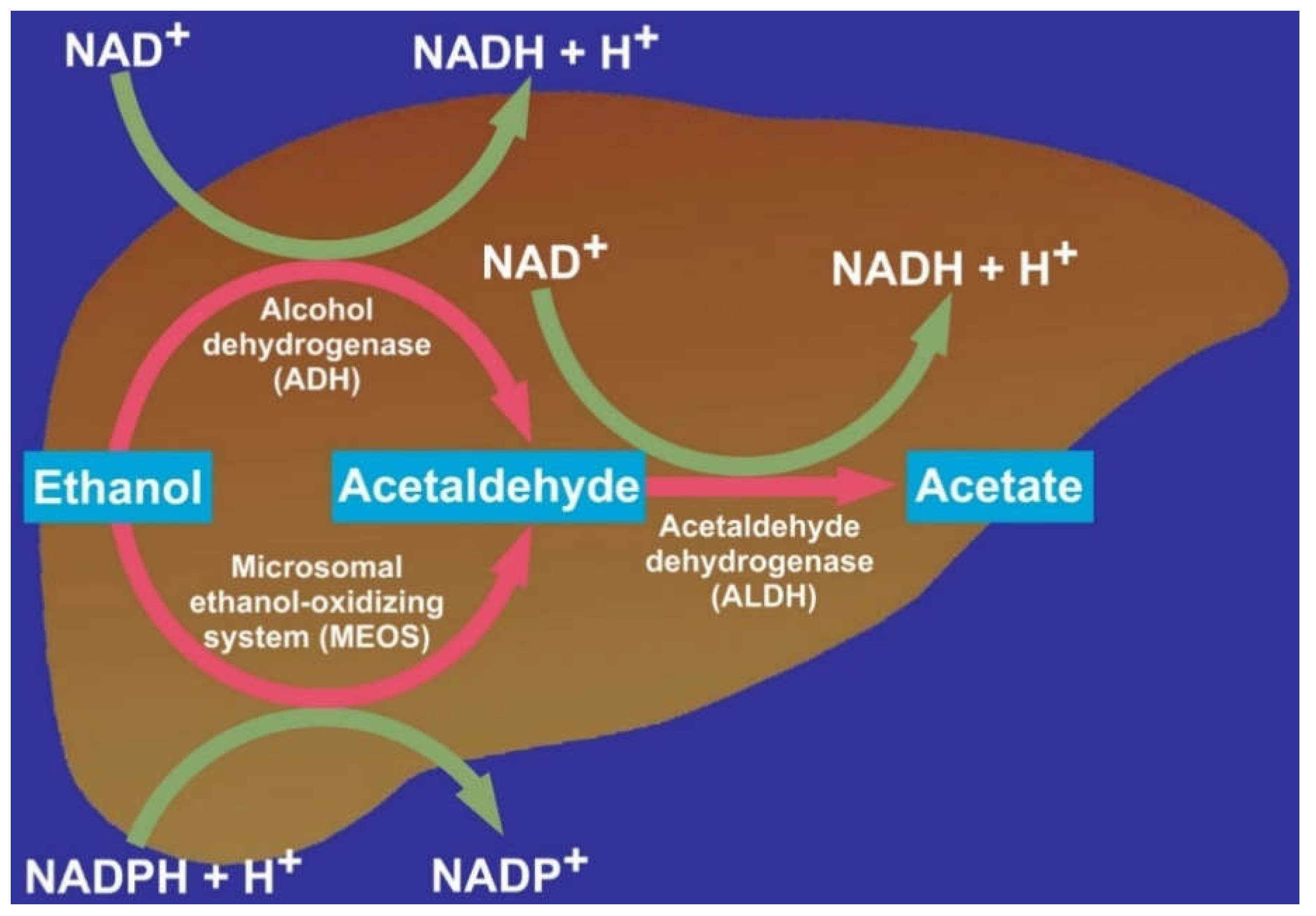 How Does Aging Affect Alcohol Metabolism