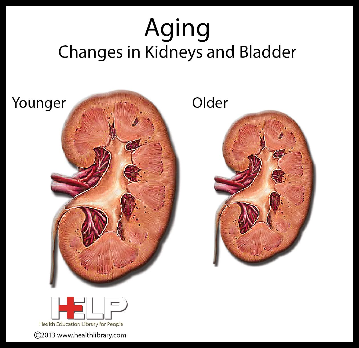 How Aging Changes Kidney And Bladder Function