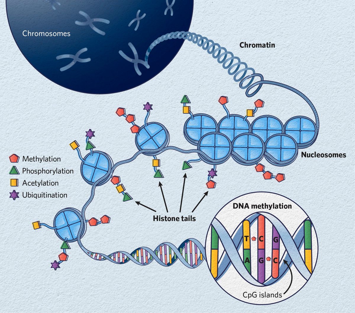 How Exercise Drives Change In Your Dna Without Changing The Code