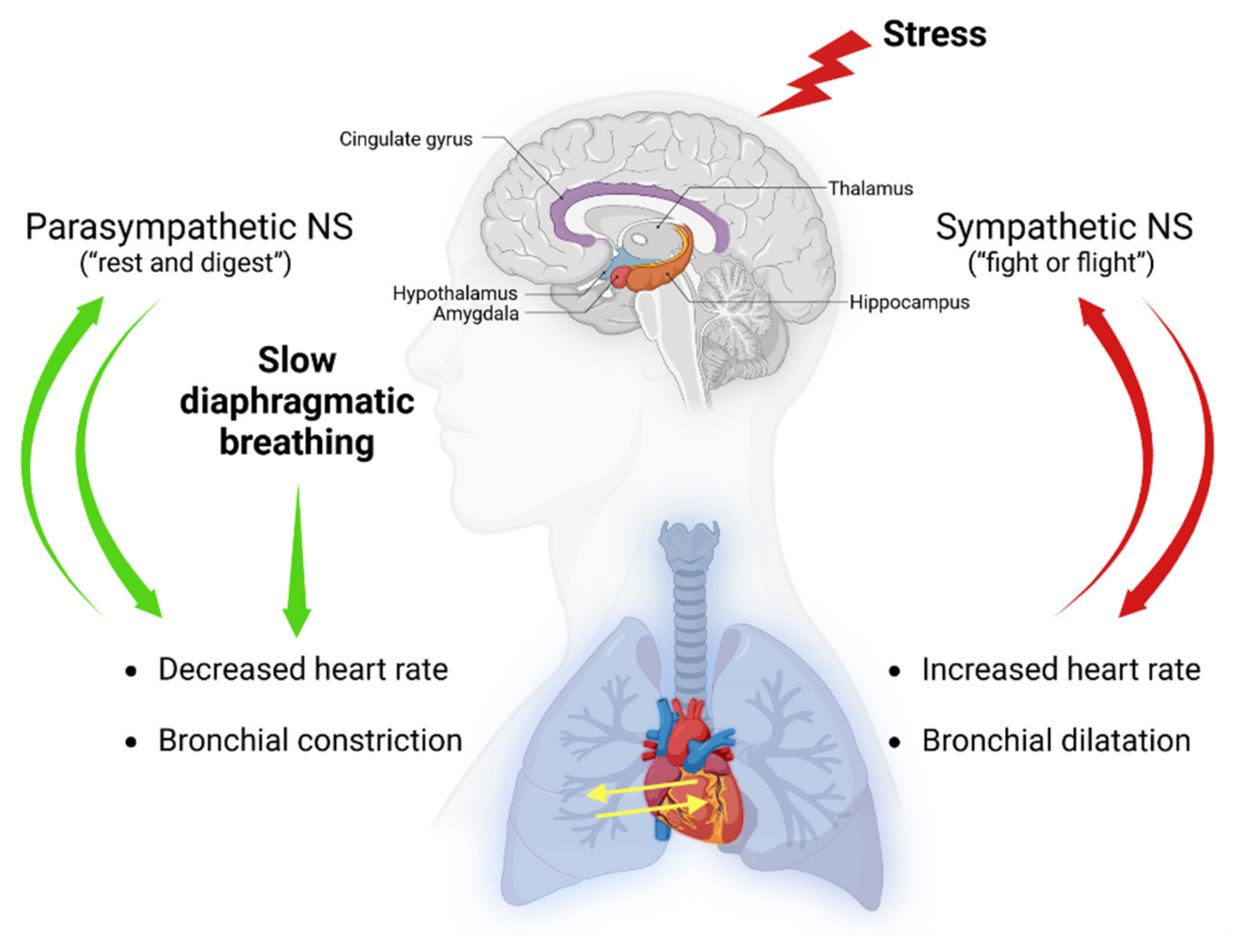 How Exercise Helps With Anxiety: Science, Not Hype