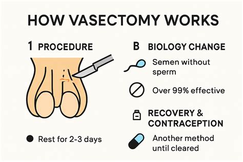 How Does It Work Vasectomy