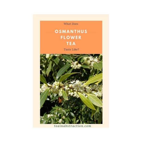 How Does Osmanthus Taste Like