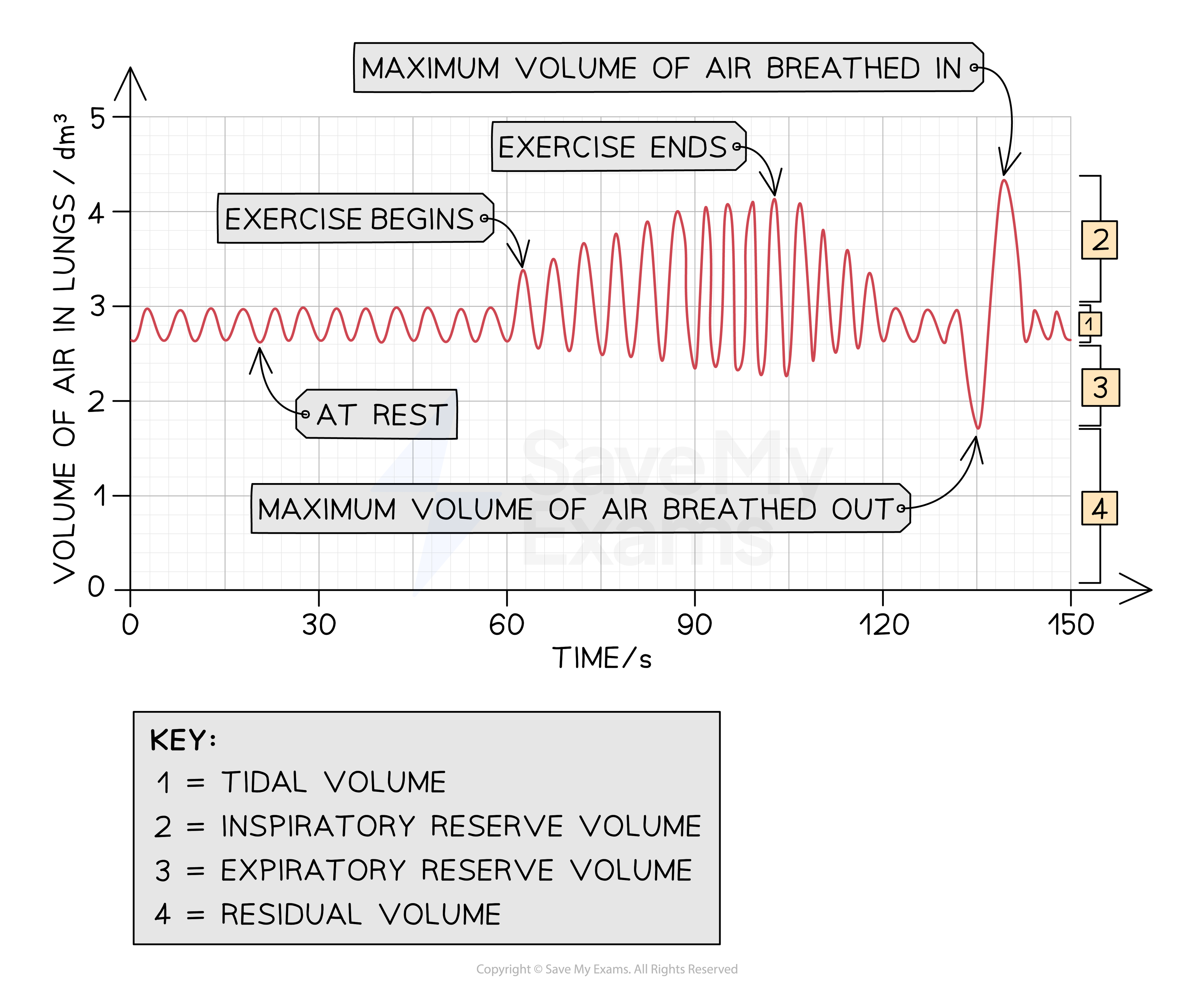 Does Tidal Volume Actually Change With Exercise And How? Here’s What The Data Shows