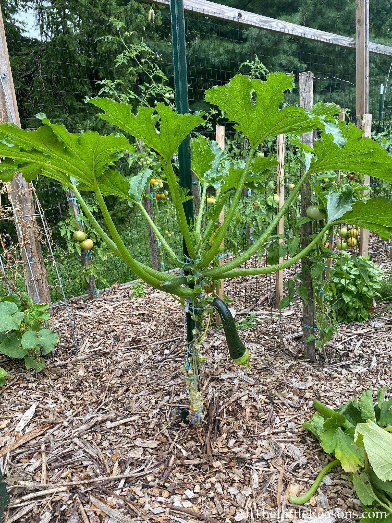 How Does A Zucchini Plant Look Like Identifying Tips For Beginners