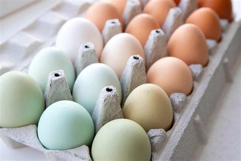 How Eggs Are Laid