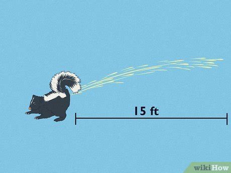 How Far Can Skunks Spray