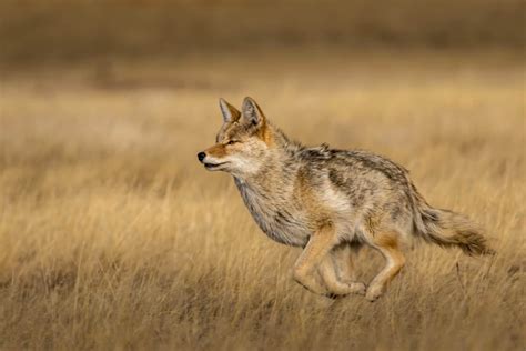 How Fast Can Coyotes Run