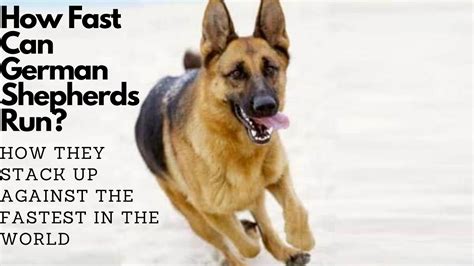 How Fast Can German Shepherds Run