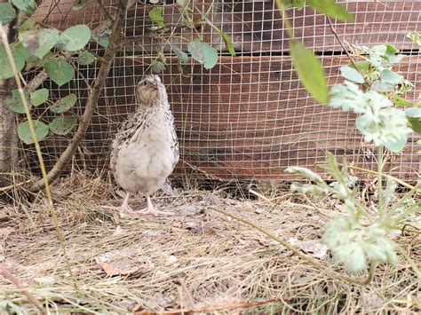 How Fast Can Quail Run