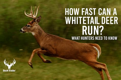 How Fast Can Whitetail Deer Run