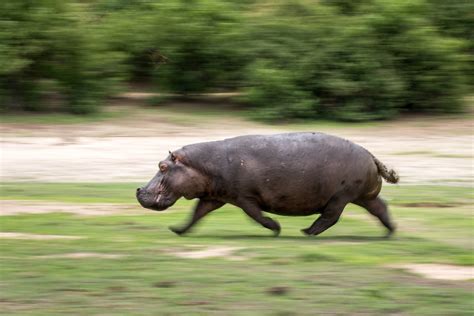 Unveiling Speed Secrets: How Fast Do Hippos Run