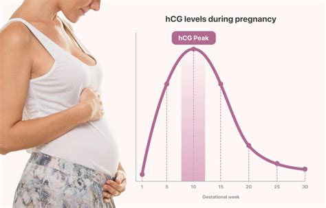How Fast Does Hcg Rise