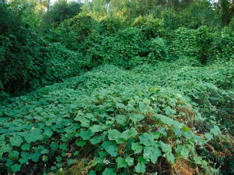 How Fast Does Kudzu Grow