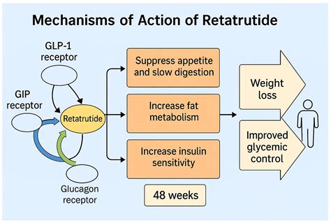 How Fast Does Retatrutide Work