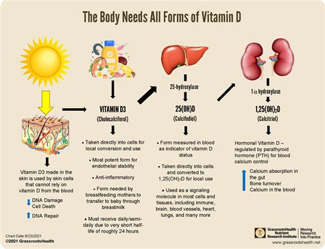 How Fast Does Vitamin D Work