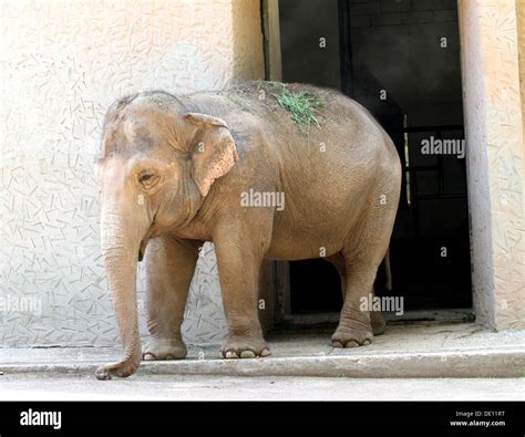 How Heavy Is Elephant