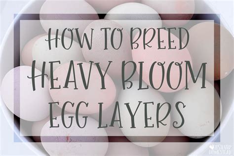 How Heavy Is One Egg