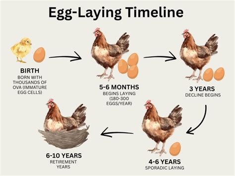 How Long Can A Layer Lay Eggs