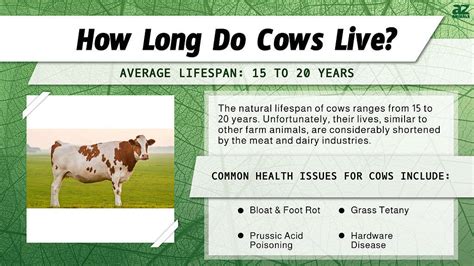 How Long Do Cows Live