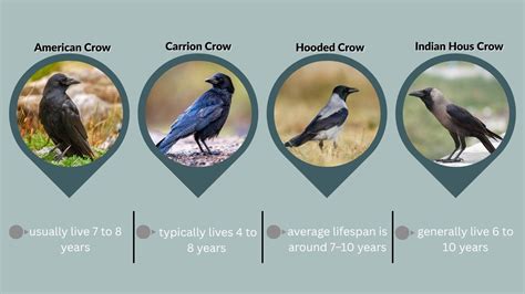 How Long Do Crows Live