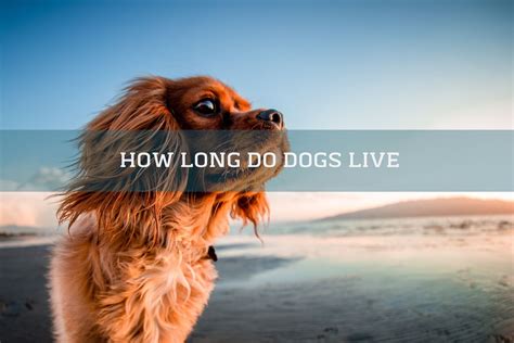 How Long Do Dogs Live For