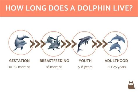 How Long Do Dolphins Live