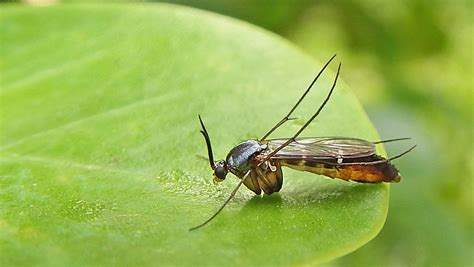 How Long Do Gnats Live