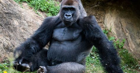 How Long Do Gorillas Live