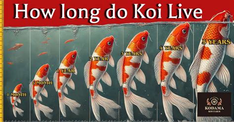 How Long Do Koi Live