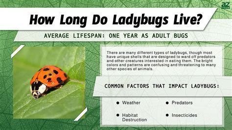 How Long Do Ladybugs Live A Surprising Lifespan Revealed