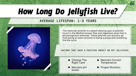 How Long Does Jellyfish Live