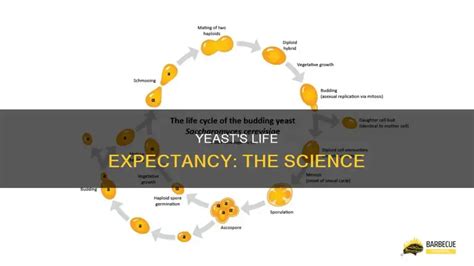 How Long Does Live Yeast Last