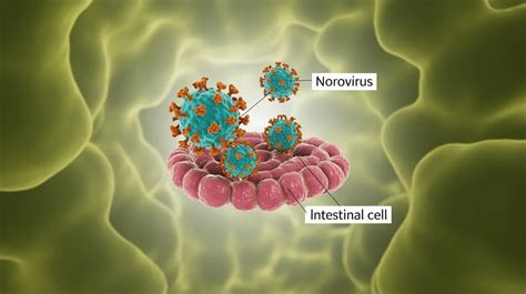 How Long Does Norovirus Last
