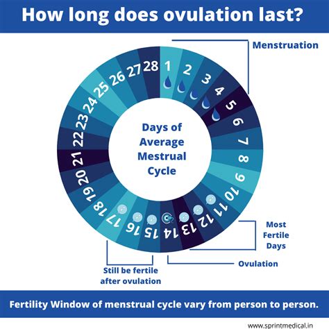 How Long Does Ovulation Last For