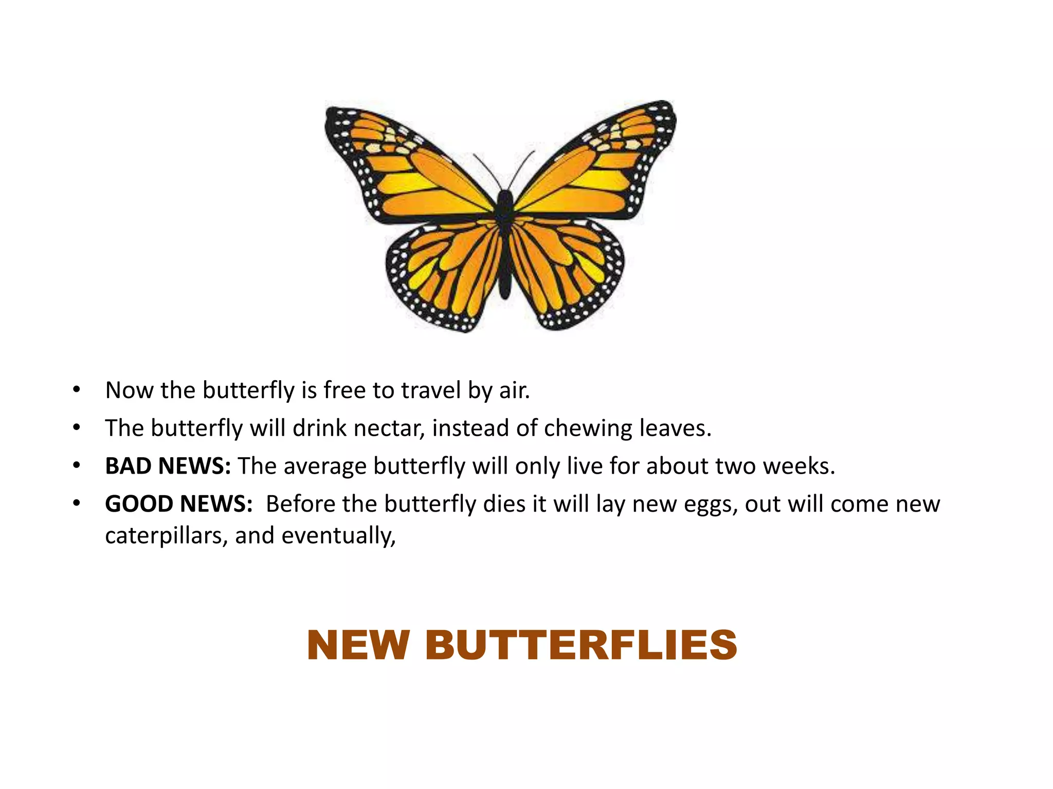 How Long Does The Average Butterfly Live In The Wild Vs. Captivity