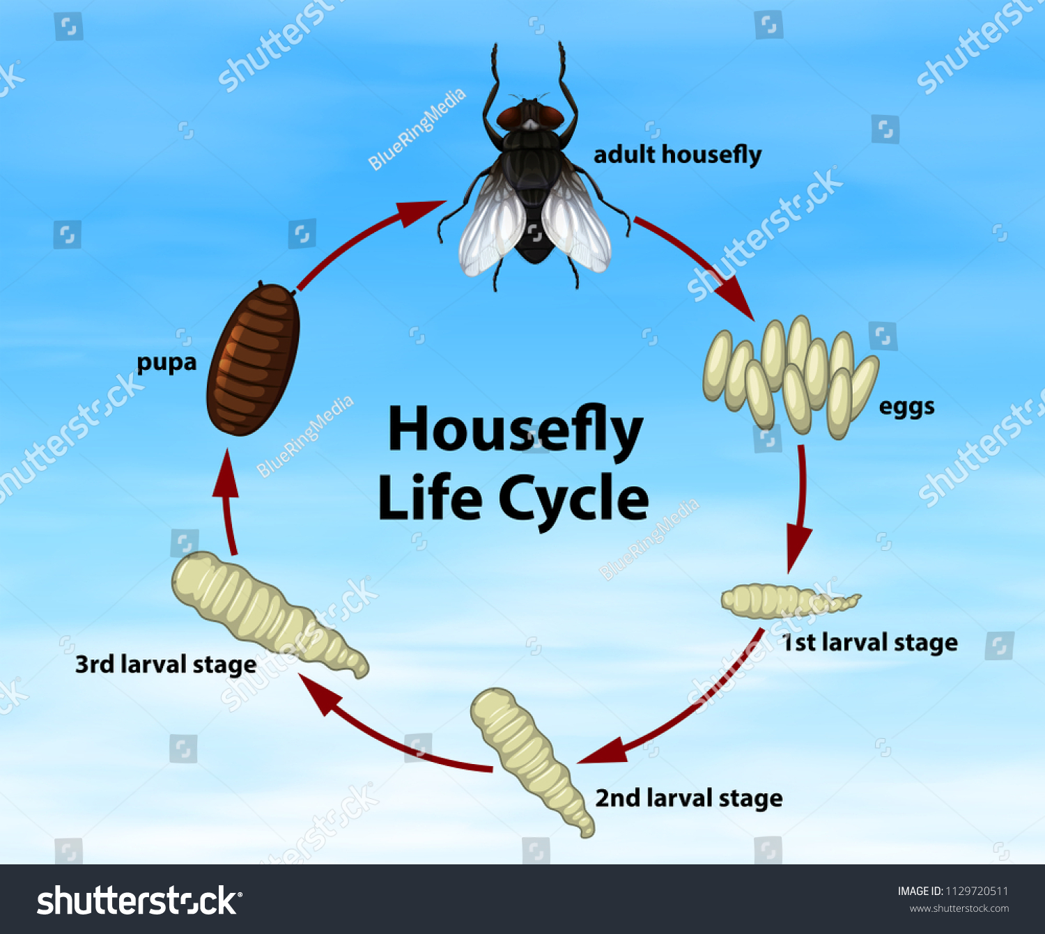 How Long Does The Average Housefly Live And How Many Eggs They Lay