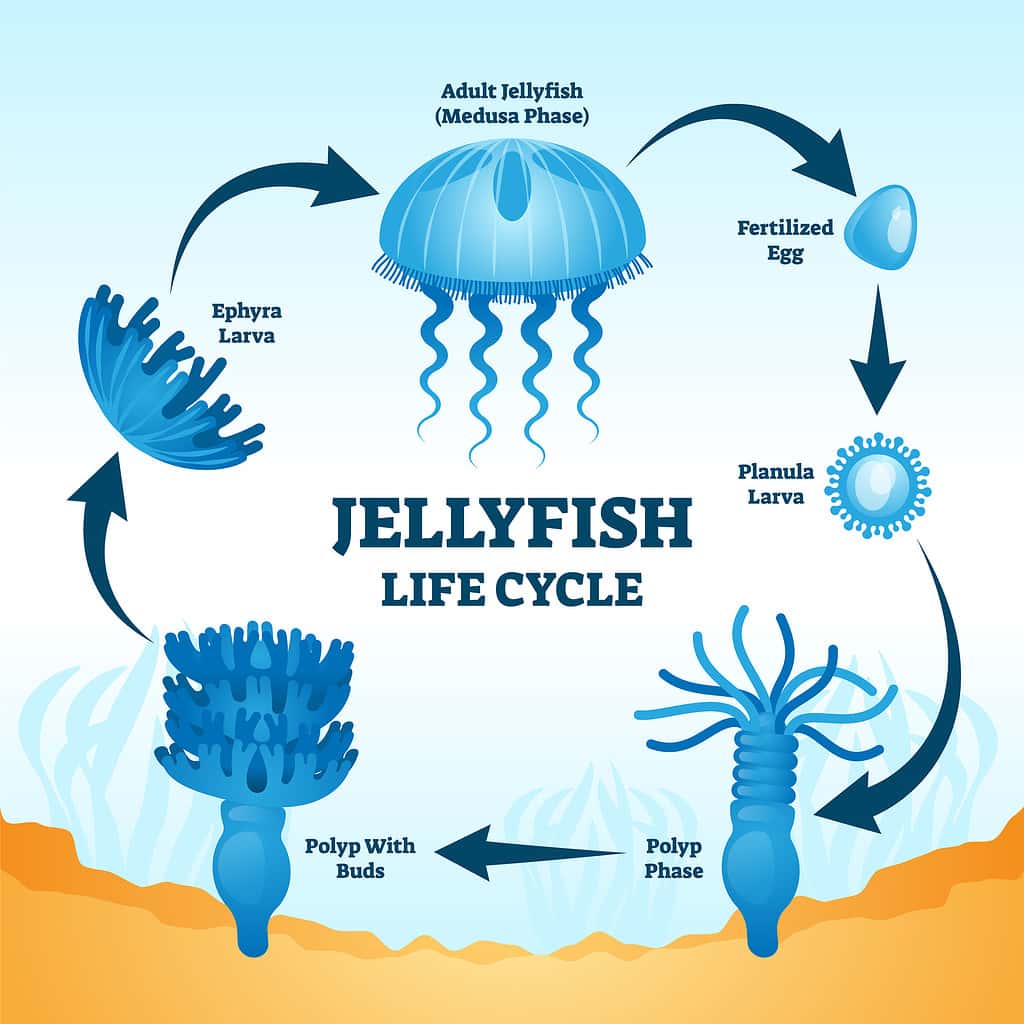 How Long Does The Average Jellyfish Live? A Closer Look At Jellyfish Lifespans