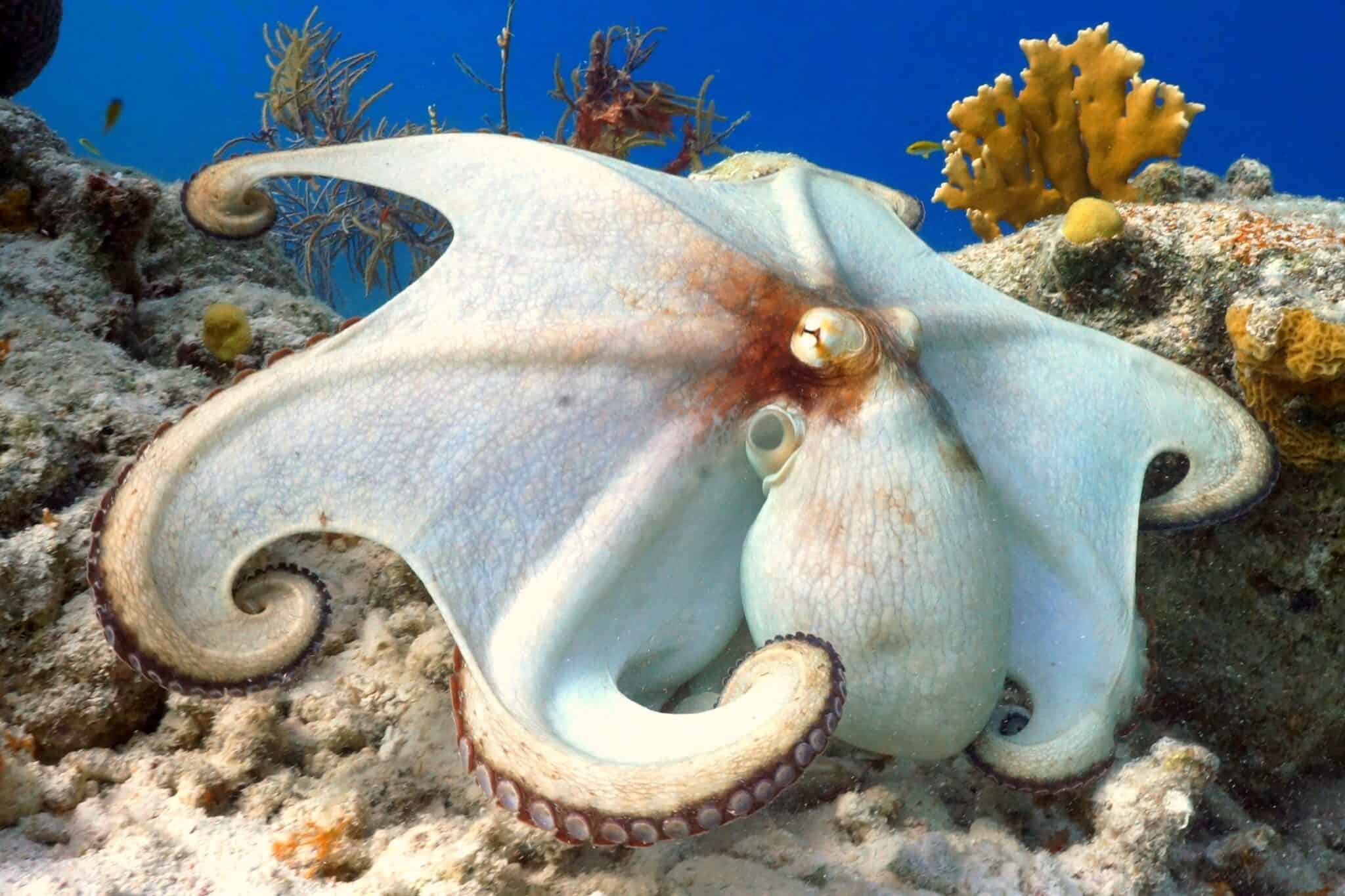 How Long Does The Average Octopus Live In The Wild