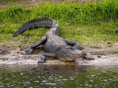 How Long Have Alligators Been Around