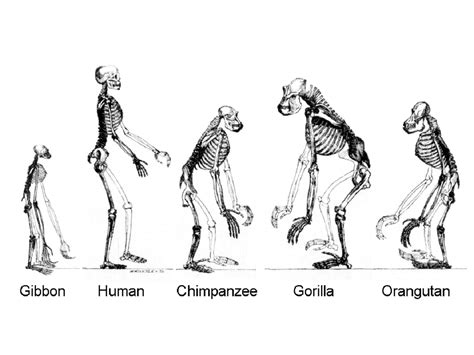 How Long Have Humans Existed