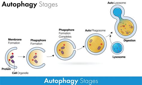 How Long Until Autophagy Starts