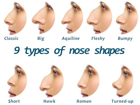 How Many Noses Do You Have