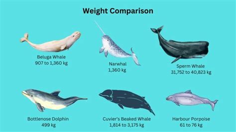 How Much Does Whale Weigh