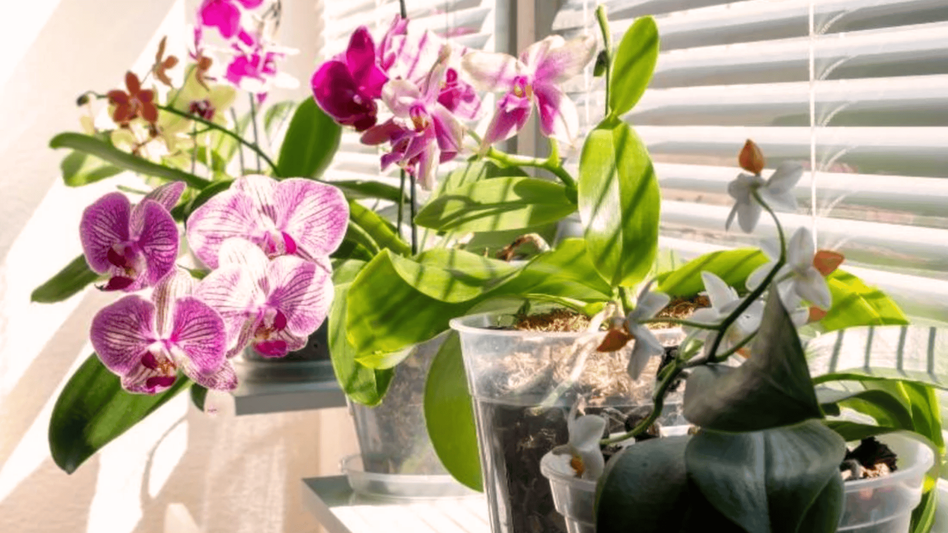 How Much Water Does An Orchid Really Need To Thrive?