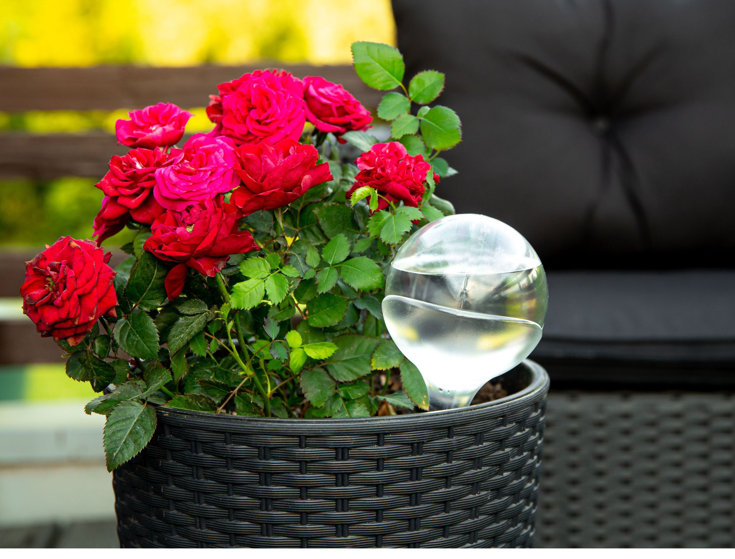How Much Water Do Roses Need Per Week: A Growing Guide