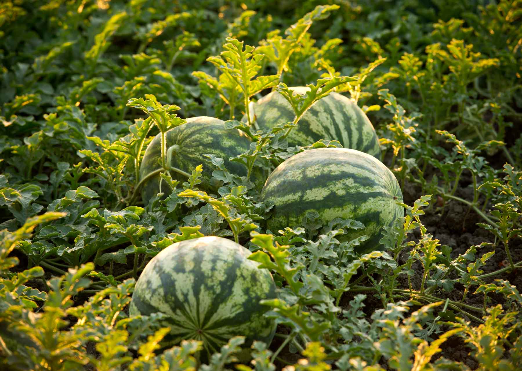 How Much Water Does It Take To Grow The Perfect Watermelon