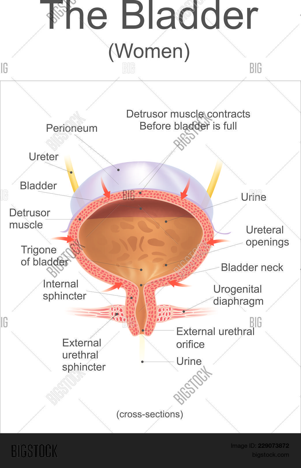 How Much Water Does Your Bladder Hold? The Real Limit Explained