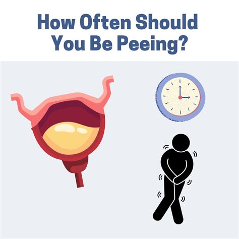 How Often Should I Pee